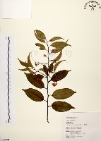 藏品(墨點櫻桃、黑星櫻)的圖片