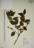 藏品(大葉溲疏)的圖片