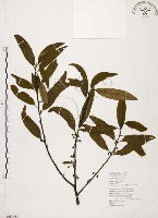 藏品(山胡椒)的圖片