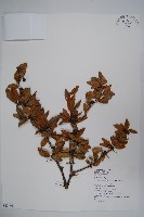 藏品(長葉小蘗)的圖片