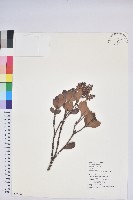 藏品(臺灣馬醉木)的圖片