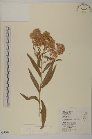 藏品(玉山木薑子)的圖片