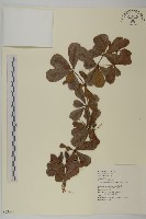 藏品(小葉欖仁)的圖片