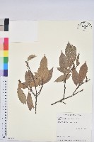 藏品(青剛櫟、鐵椆)的圖片