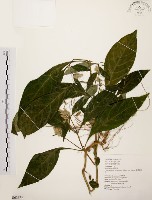 藏品(臺灣鱗球花)的圖片