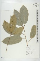 藏品(香安納士樹、香翼樹、菲律賓香安納士樹)的圖片