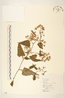 藏品(蔓黃菀)的圖片