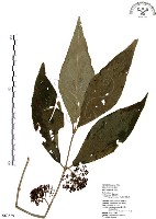 藏品(杜虹花，台灣紫珠)的圖片