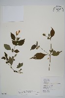 藏品(臺灣馬藍)的圖片