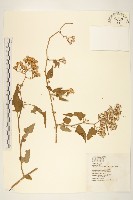 藏品(蔓黃菀)的圖片