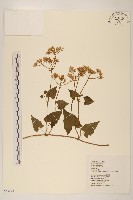 藏品(蔓澤蘭)的圖片