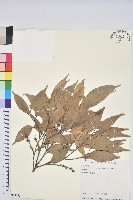 藏品(烏來柯、楒、淋漓)的圖片