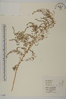 藏品(臭杏、土荊芥)的圖片