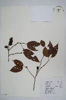 藏品(臺灣赤楊、臺灣榿木)的圖片