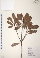 藏品(楊梅)的圖片