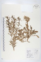 藏品(獨行菜)的圖片