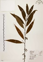 藏品(山胡椒)的圖片