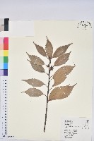 藏品(青剛櫟、鐵椆)的圖片