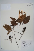 藏品(臺灣赤楊、臺灣榿木)的圖片