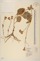 藏品(黃花三七草)的圖片