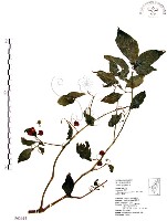 藏品(龍珠)的圖片