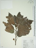 藏品(牛乳榕)的圖片