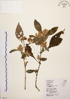 藏品(臺灣鱗球花)的圖片