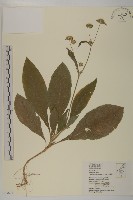 藏品(地膽草、毛蓮菜)的圖片