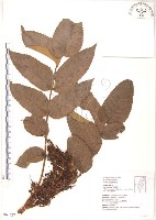 藏品(羅氏鹽膚木)的圖片