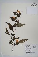 藏品(曲莖馬藍)的圖片