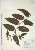 藏品(山黃麻)的圖片