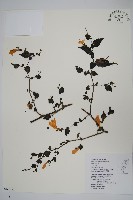 藏品(曲莖馬藍)的圖片