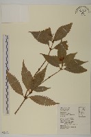 藏品(草珊瑚、紅果金粟蘭)的圖片