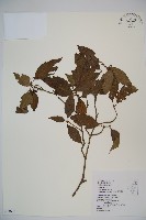 藏品(呂宋莢迷)的圖片