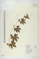 藏品(雙輪瓜)的圖片