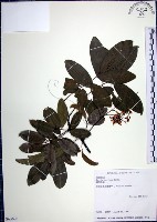 藏品(疏花魚藤)的圖片