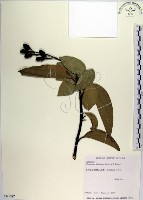 藏品(蘭嶼肉桂)的圖片