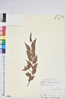 藏品(白珠樹)的圖片