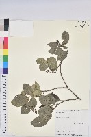 藏品(枯里珍)的圖片