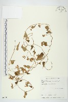 藏品(娥房藤)的圖片