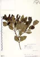 藏品(土樟)的圖片