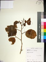 藏品(止宮樹)的圖片