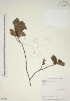 藏品(山黃梔)的圖片