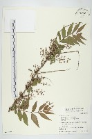 藏品(臺灣馬桑)的圖片