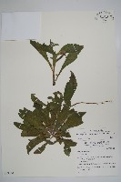 藏品(盾果草)的圖片