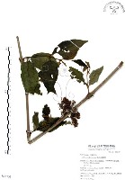 藏品(杜虹花，台灣紫珠)的圖片