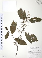 藏品(台灣山桂花)的圖片