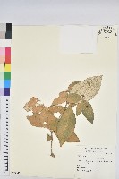 藏品(裡白巴豆)的圖片