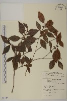 藏品(福建賽衛矛、福建假衛矛)的圖片