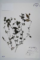 藏品(曲莖馬藍)的圖片